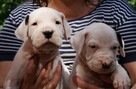 Dogo Argentino Dog Argentyński - piękne szczenięta - 4