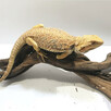 Agama brodata Orange - 1