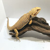 Agama brodata Orange - 2