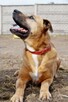 Mona - nie metryka się liczy, lecz stan ducha - adopcja - 4