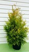 Tuja, Żywotnik zachodni Rheingold 60 cm w pojemniku - 2