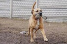 Mona - nie metryka się liczy, lecz stan ducha - adopcja - 6