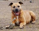 Mona - nie metryka się liczy, lecz stan ducha - adopcja - 1