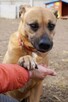 Mona - nie metryka się liczy, lecz stan ducha - adopcja - 3