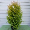 Tuja, Żywotnik zachodni Rheingold 60 cm w pojemniku - 3