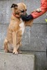 Mona - nie metryka się liczy, lecz stan ducha - adopcja - 8