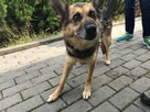 Strach ma wielkie oczy, psie oczy - adopcja Molli - 3