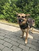 Strach ma wielkie oczy, psie oczy - adopcja Molli - 1