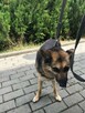 Strach ma wielkie oczy, psie oczy - adopcja Molli - 8
