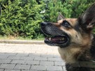 Strach ma wielkie oczy, psie oczy - adopcja Molli - 6