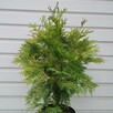 Żywotnik zachodni, tuja, Selena 50 cm w doniczce 2 litr. - 2