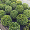 Bukszpan kulisty kula sadzonki 40-50cm krzewy ozdobne - 2