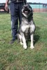 Kontaktowa, łagodna sunia o cudnym spojrzenie (mix husky-owc - 5