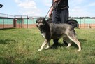 Kontaktowa, łagodna sunia o cudnym spojrzenie (mix husky-owc - 7