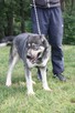Kontaktowa, łagodna sunia o cudnym spojrzenie (mix husky-owc - 3