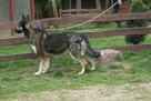 Kontaktowa, łagodna sunia o cudnym spojrzenie (mix husky-owc - 2