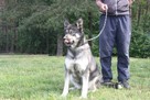 Kontaktowa, łagodna sunia o cudnym spojrzenie (mix husky-owc - 4