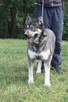 Kontaktowa, łagodna sunia o cudnym spojrzenie (mix husky-owc - 8