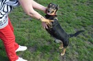 Naj… naj.. domowy, kochany jamnikowaty maluszek szuka domu! - 5