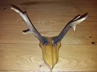 Poroże jelonka z czaszką - 3