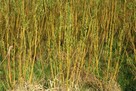 Wierzba energetyczna - sadzonki - 3