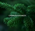 ChoinkiHurtowo - polski producent jodły kaukaskiej - 9