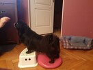 Trener psów Kluczbork, Szkolenia psówKluczbork, Behawiorysta - 2