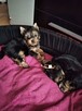 Sprzedam York SheTerrier - 3