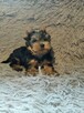 Sprzedam York SheTerrier - 9