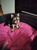 Sprzedam York SheTerrier - 2