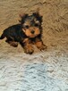 Sprzedam York SheTerrier - 1