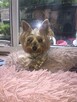 Sprzedam York SheTerrier - 8