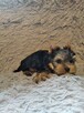 Sprzedam York SheTerrier - 4