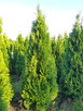 Tuje/Thuja szmaragd 220-250cm, Gwarancja Satysfakcji - 2