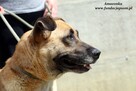 Amazonka - towarzyska suczka - 6