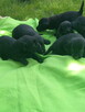 Labrador Retriever szczeniaki - 3