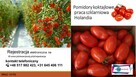 Holandia produkcja - 2