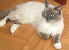 Zaginął kot syberyjski w Olsztynie - 1