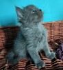 Kociaki Syberyjskie Blue z rodowodem - 5