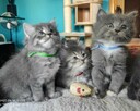 Kociaki Syberyjskie Blue z rodowodem - 1