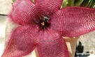 Sukulent Stapelia grandiflora włochate kwiaty - 9