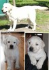 Labrador retriever białe szczeniaki - 3