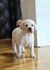 Labrador retriever białe szczeniaki - 2
