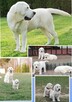 Labrador retriever białe szczeniaki - 5