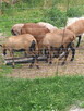 Owce kameruński - 5