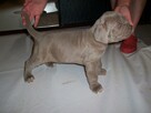 Mastino Napoletano.Mastif Neapolitański - szczenięta - 7