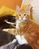 Maine coon kittens with FIFe pedigree - 1