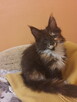 Maine coon kittens with FIFe pedigree - 2