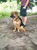 Oddam suczkę mieszaniec wilczura