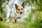 Adoptuj Drago!